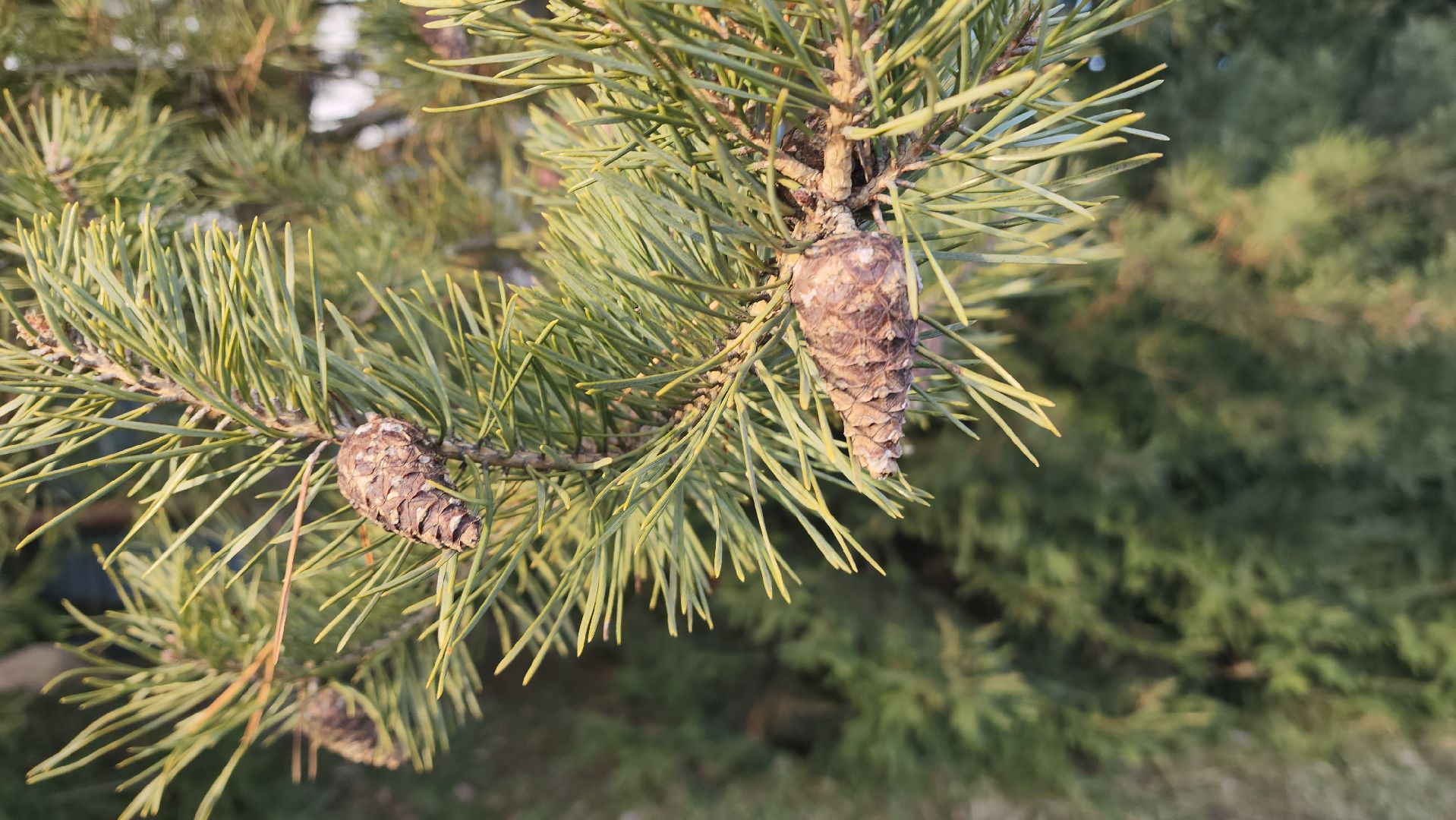 красногорск, аномальная погода, клещи, клещевой энцефалит, вертикалки