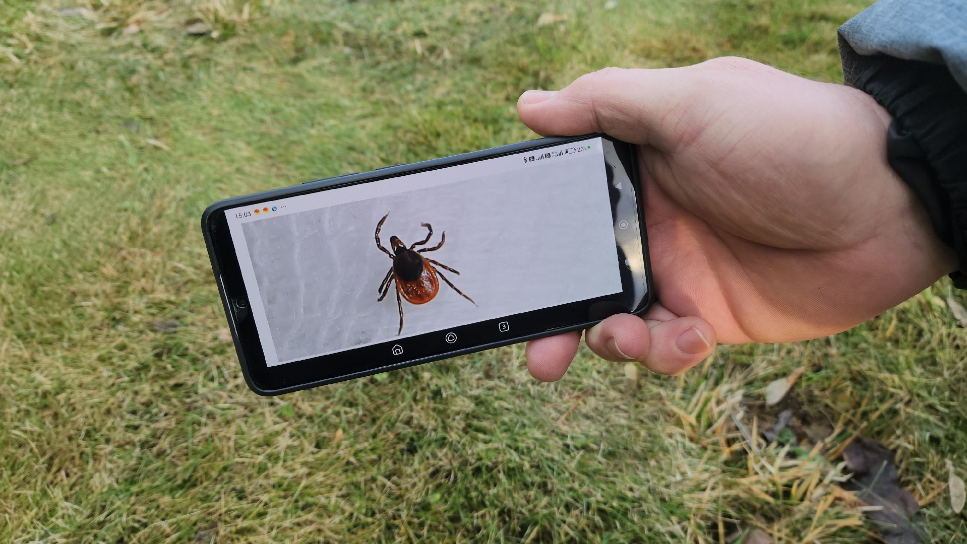 красногорск, аномальная погода, клещи, клещевой энцефалит, вертикалки