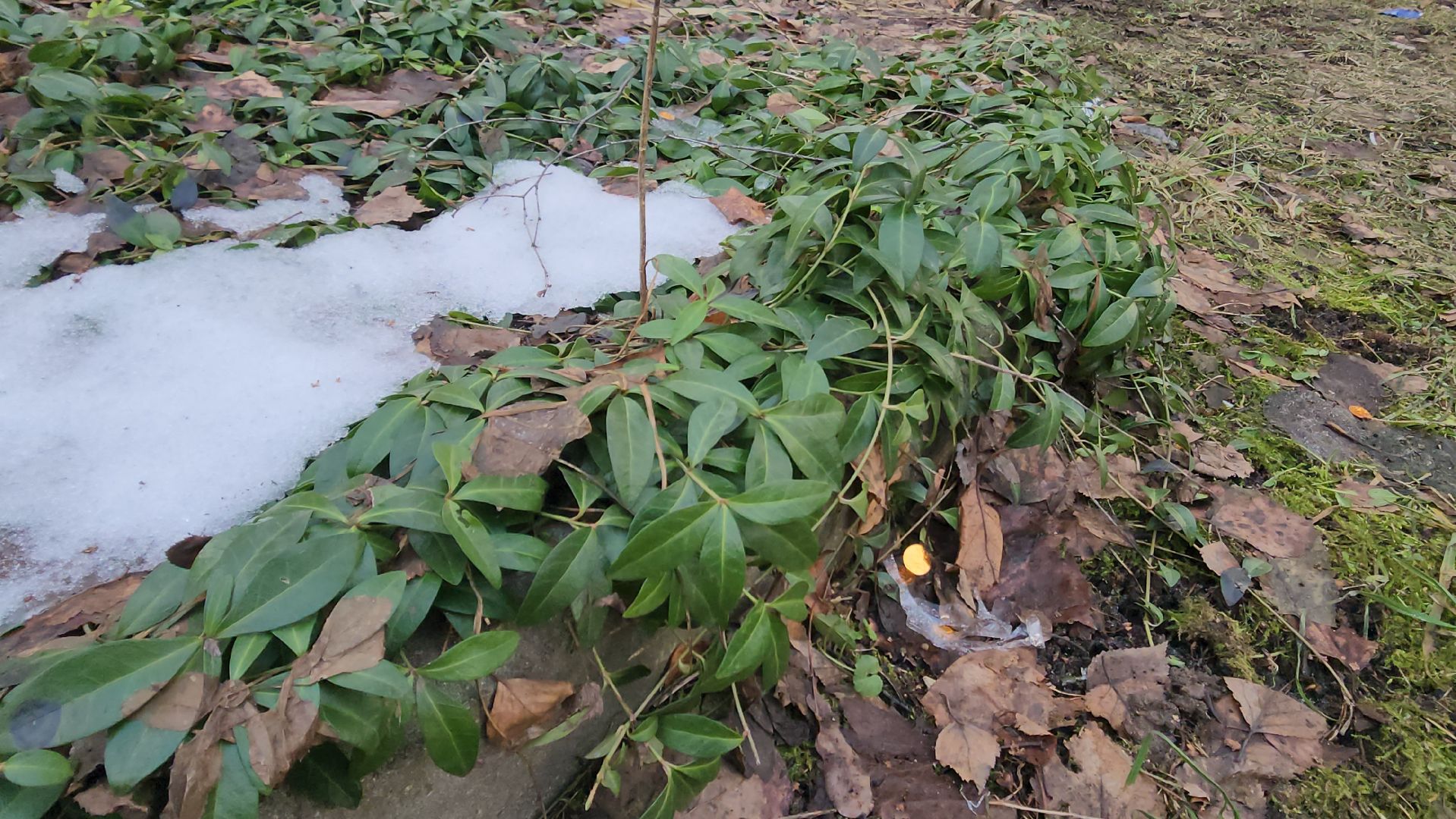 красногорск, аномальная погода, клещи, клещевой энцефалит, вертикалки