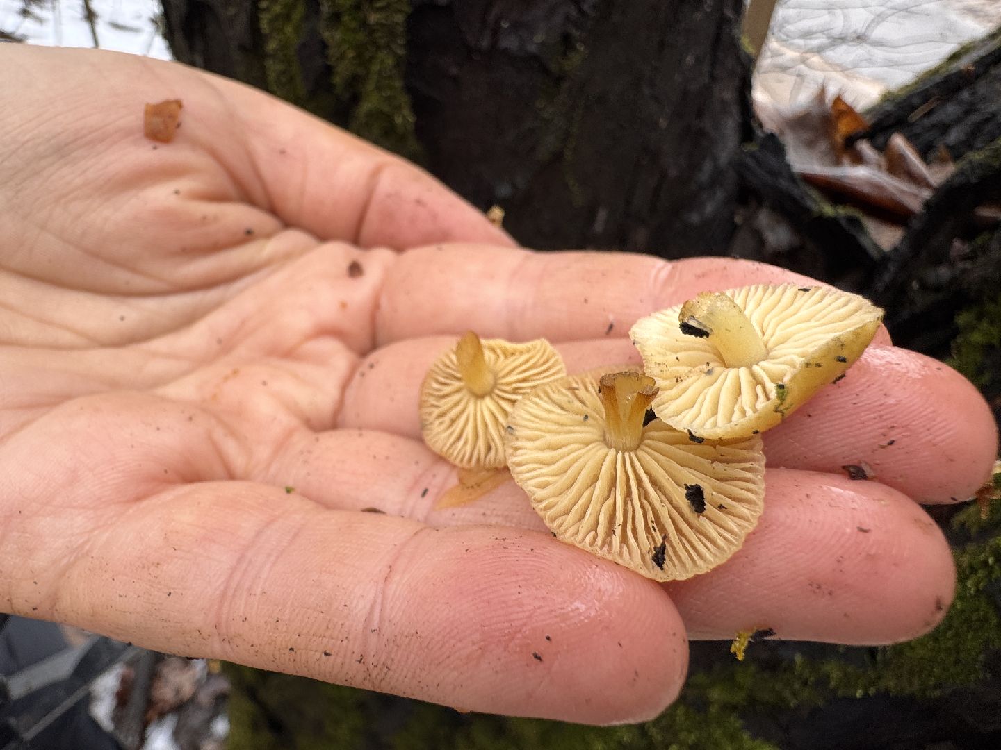 Грибы в январе, Оттепель, Одинцово,