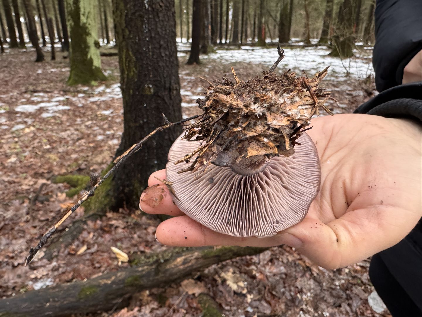 Грибы в январе, Оттепель, Одинцово,