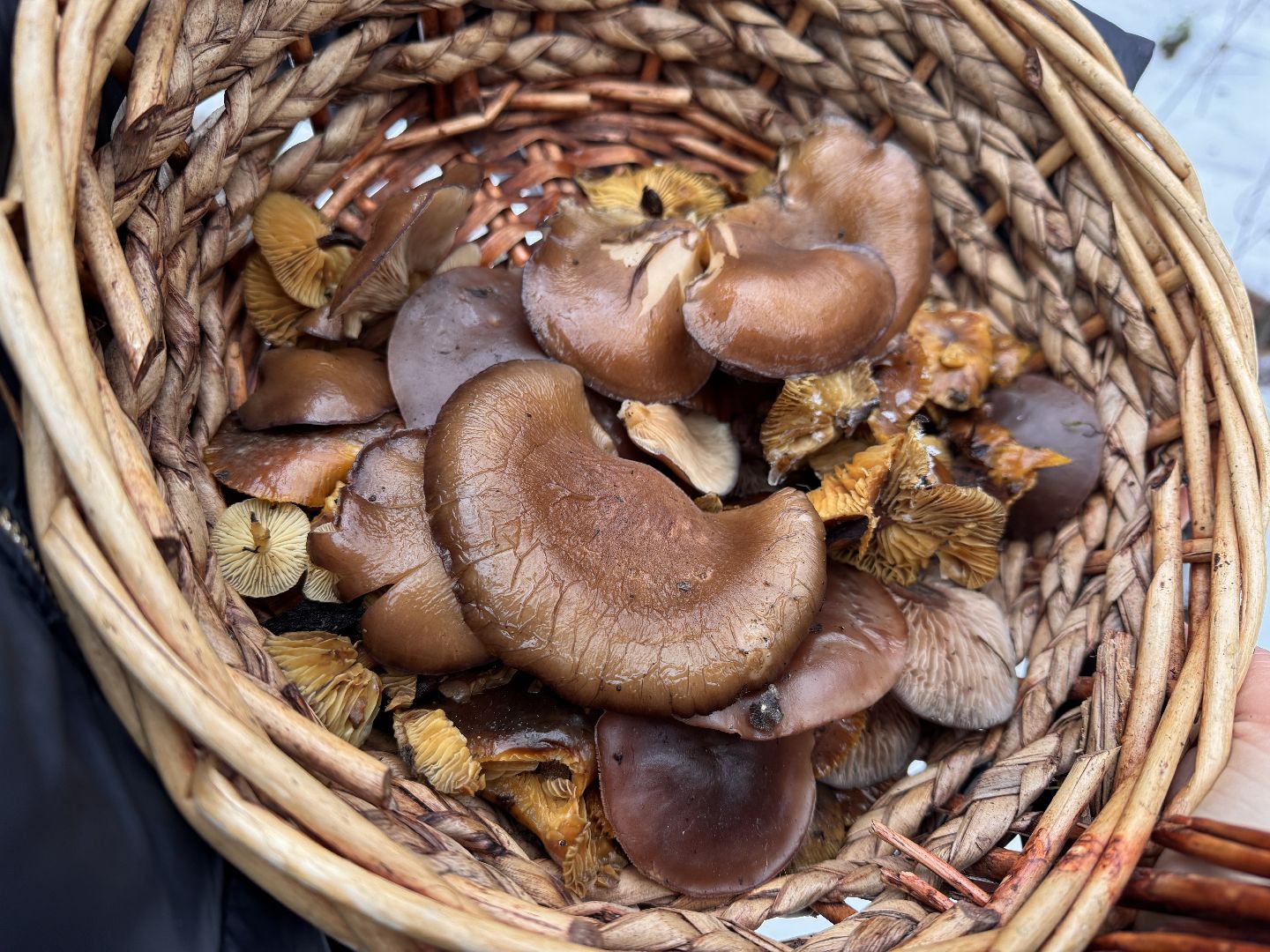 Грибы в январе, Оттепель, Одинцово,