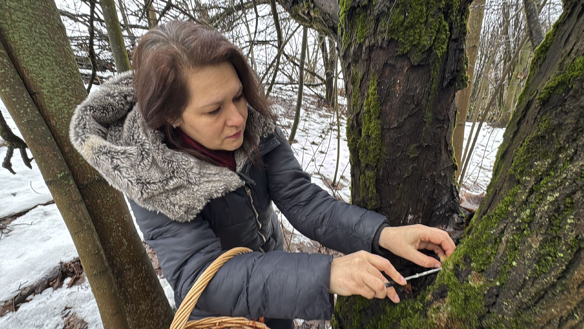 Грибы в январе, Оттепель, Одинцово,