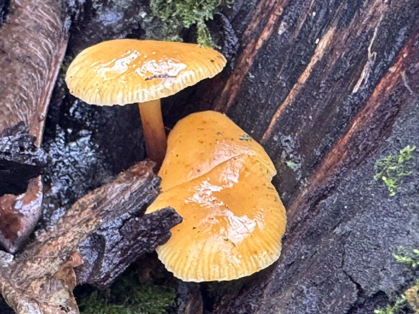 Грибы в январе, Оттепель, Одинцово,