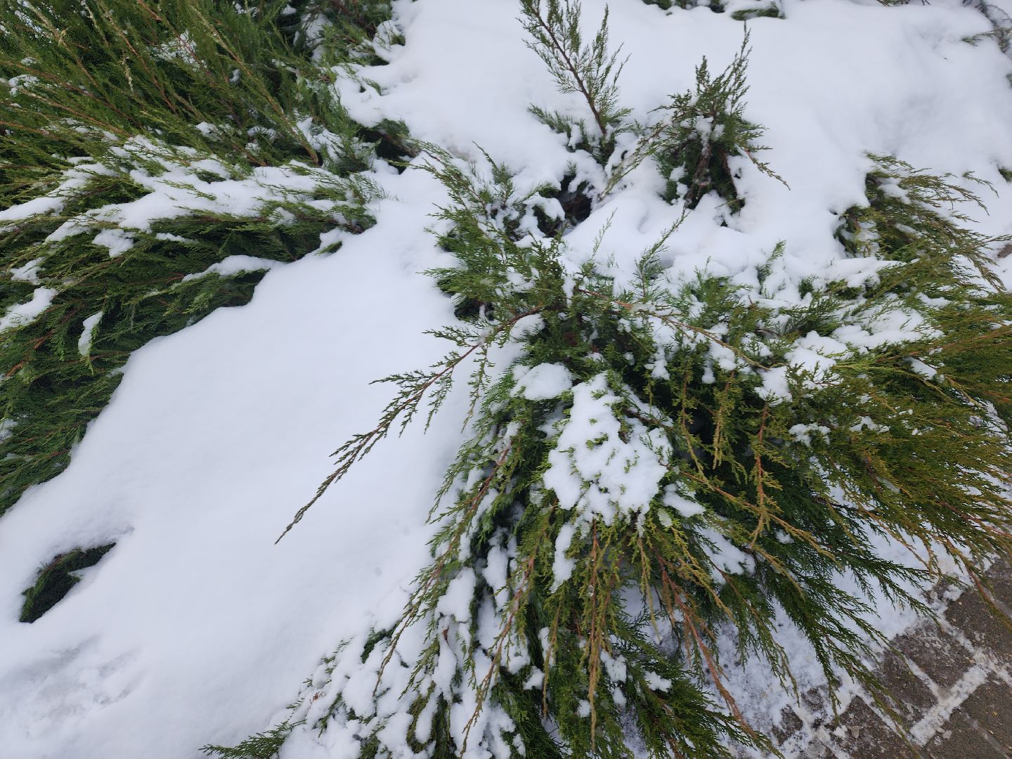 орехово-зуевский округ, елки на переработку, вертикалки,