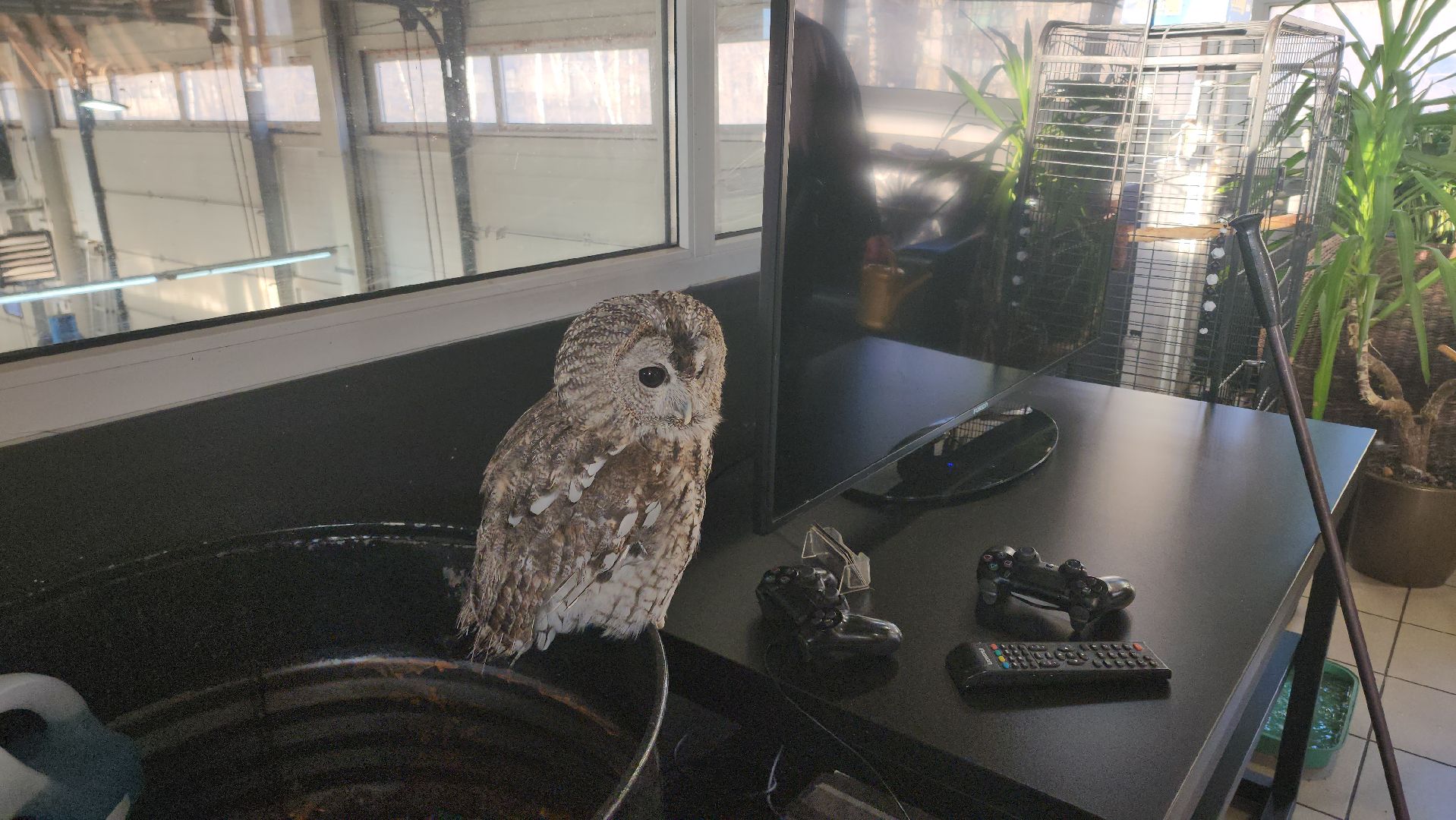 сова, техцентр, автосервис, балашиха,