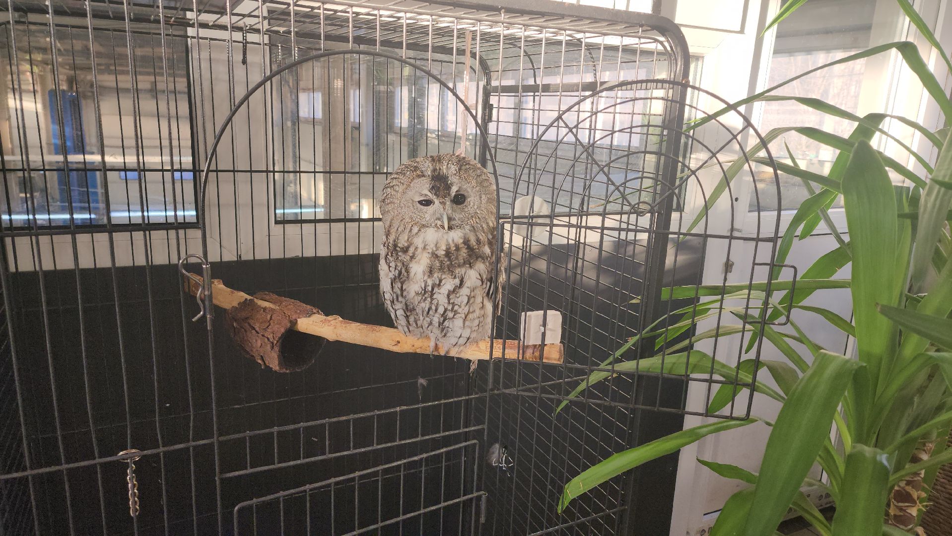 сова, техцентр, автосервис, балашиха,