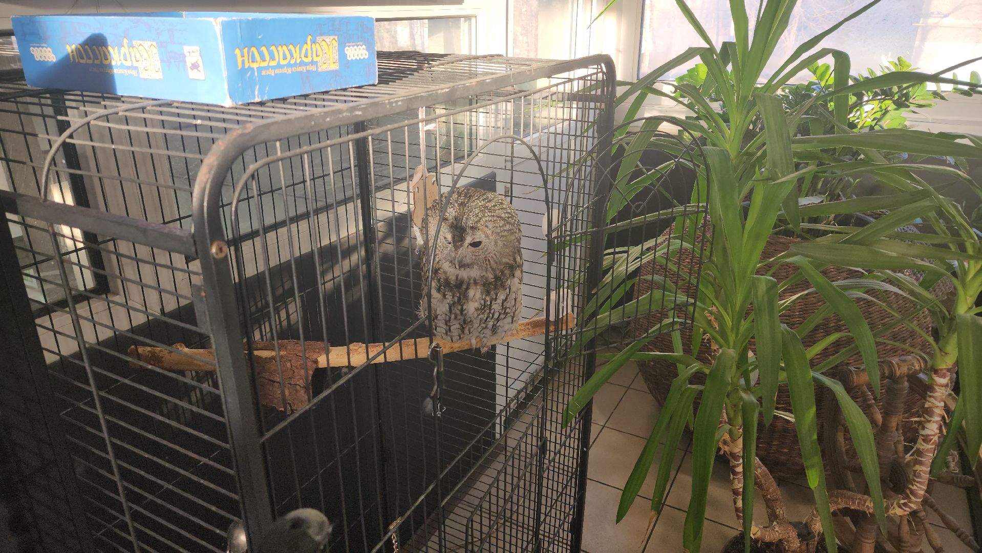 сова, техцентр, автосервис, балашиха,