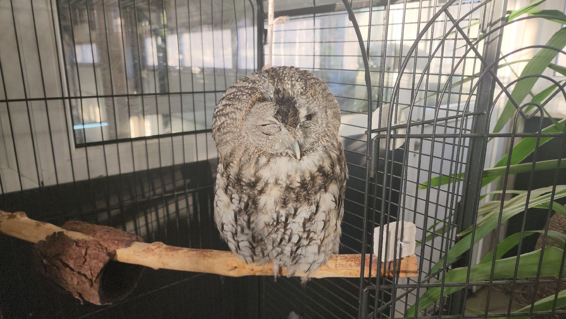 сова, техцентр, автосервис, балашиха,