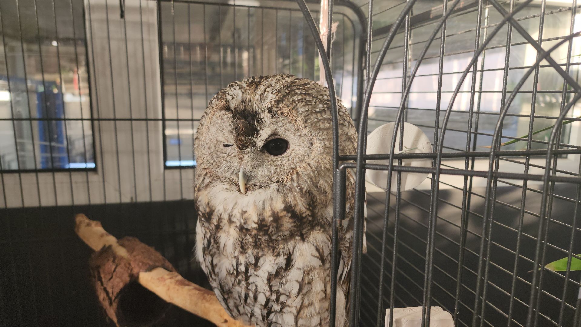 сова, техцентр, автосервис, балашиха,