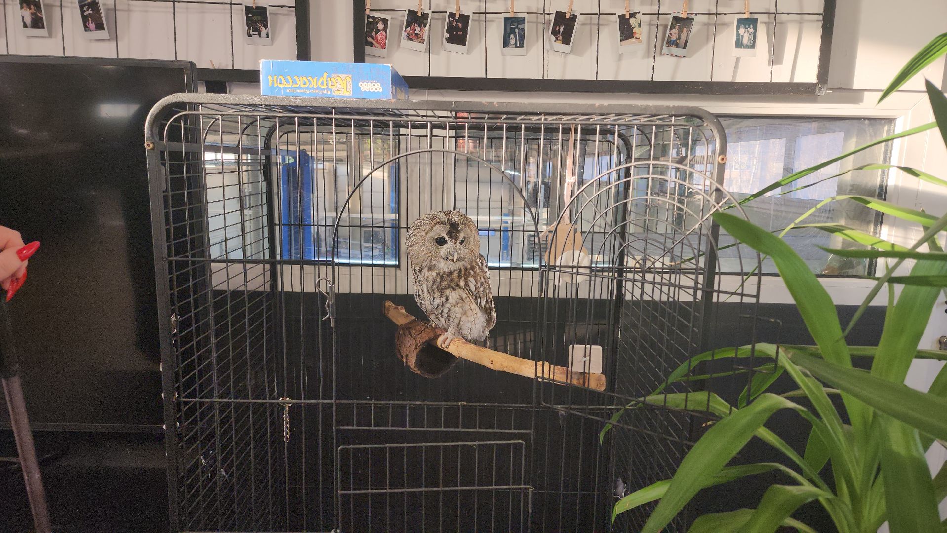 сова, техцентр, автосервис, балашиха,