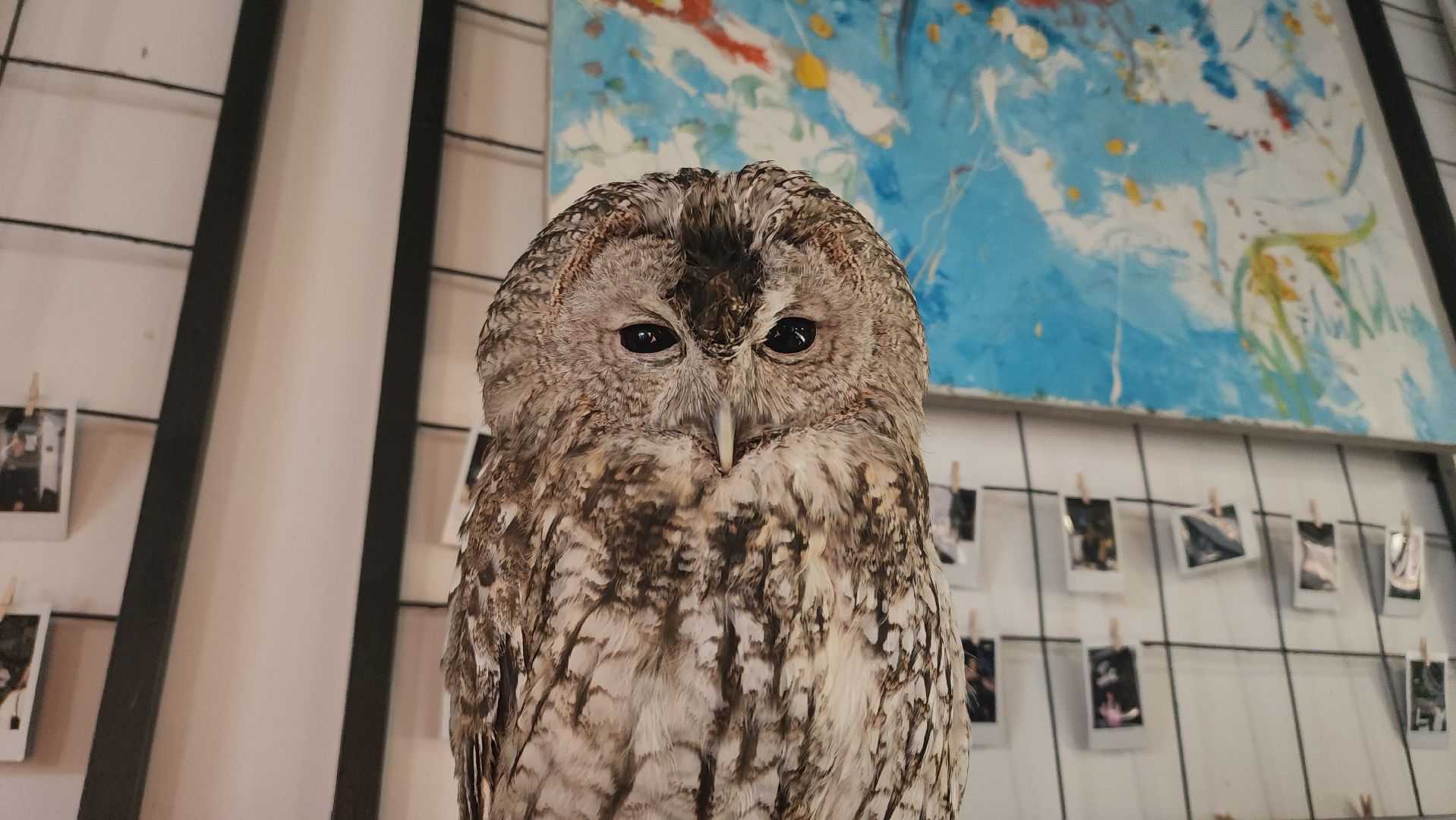 сова, техцентр, автосервис, балашиха,