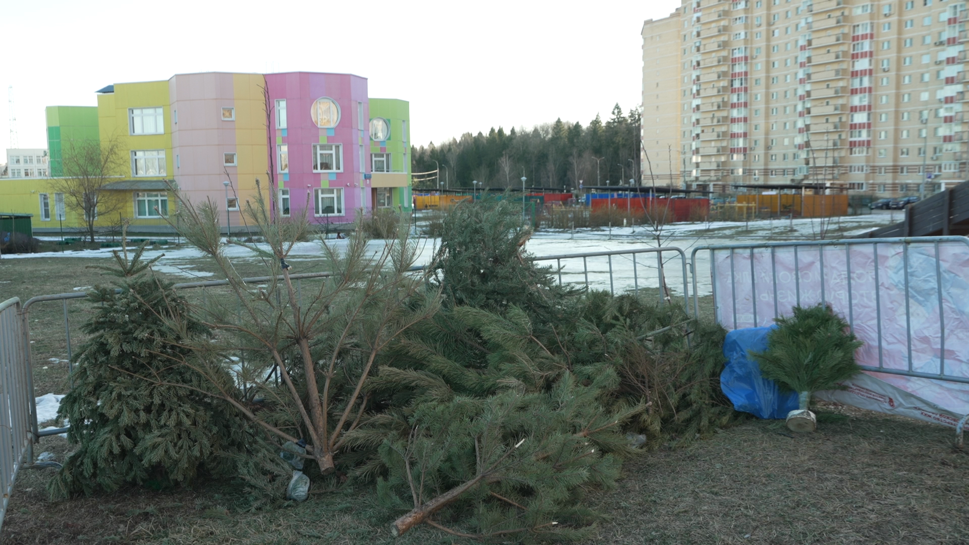 Сдай елку на переработку, экология подмосковья, хвойные деревья, елка в переработку, вторая жизнь елке,