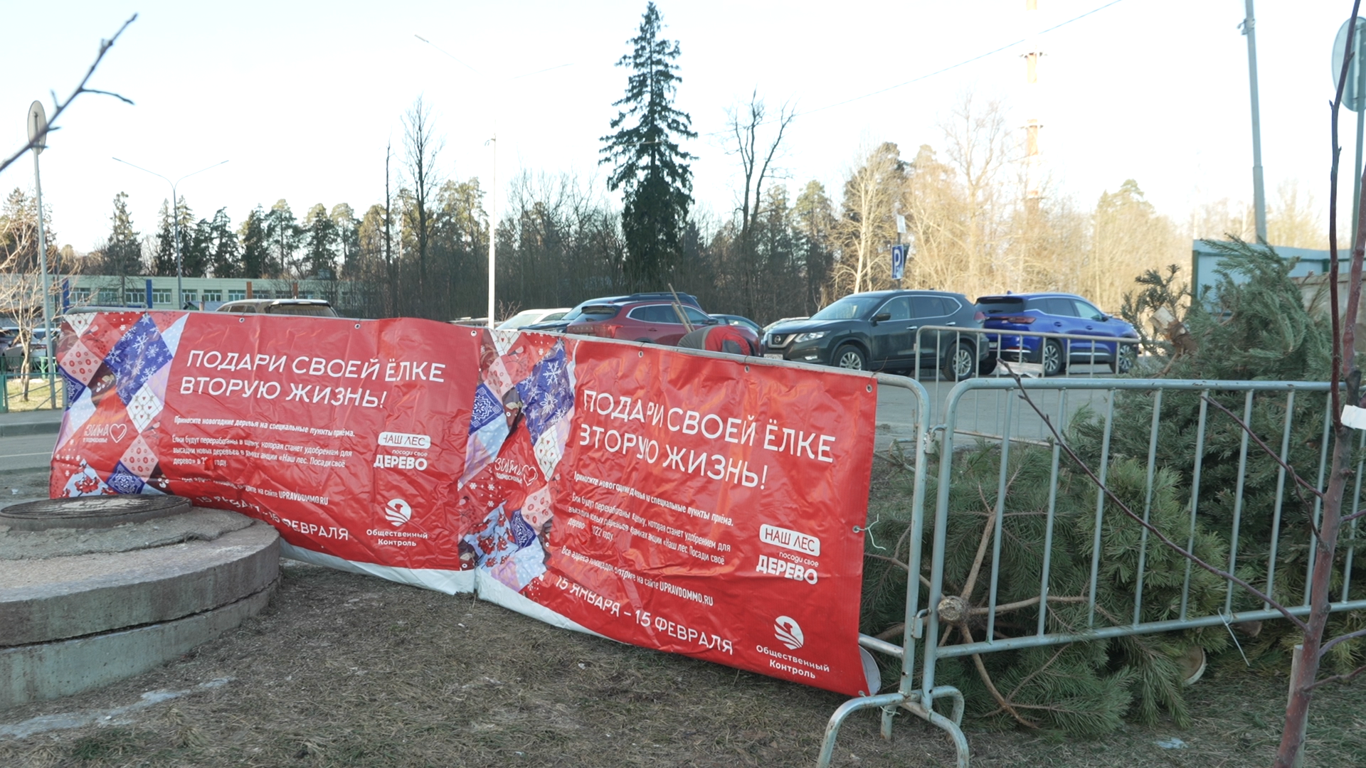 Сдай елку на переработку, экология подмосковья, хвойные деревья, елка в переработку, вторая жизнь елке,