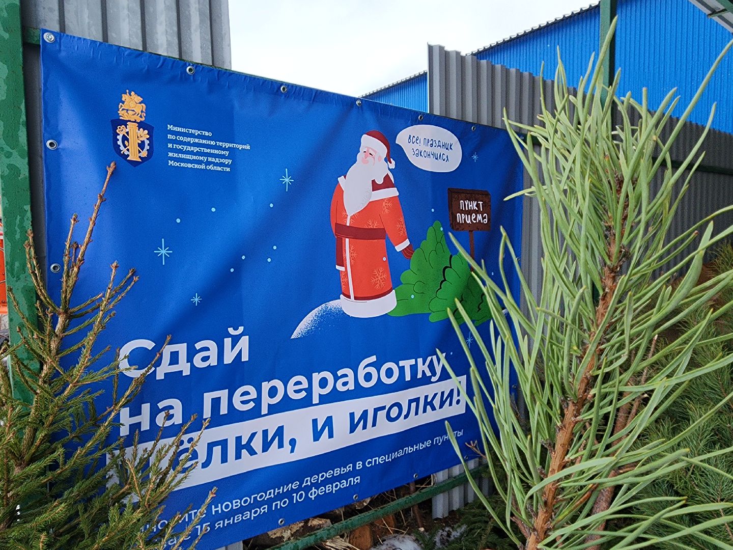 экология, областная акция, переработка елей, Лосино-Петровский,