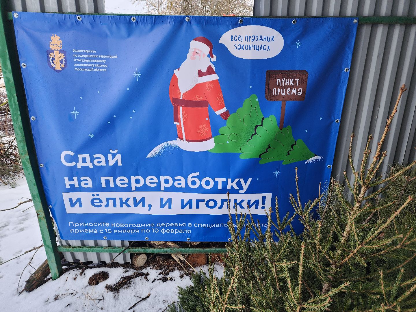 экология, областная акция, переработка елей, Лосино-Петровский,