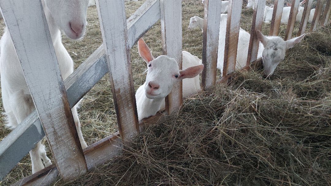 Воскресенск, общество