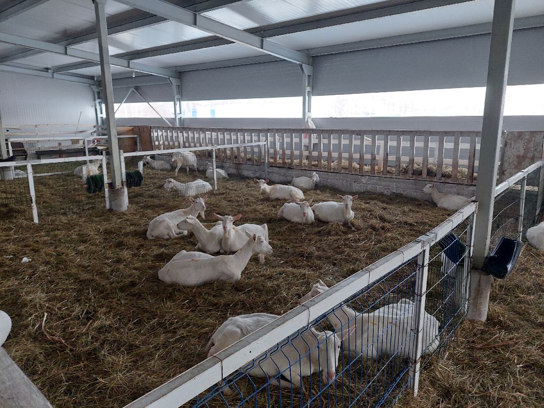 Воскресенск, общество