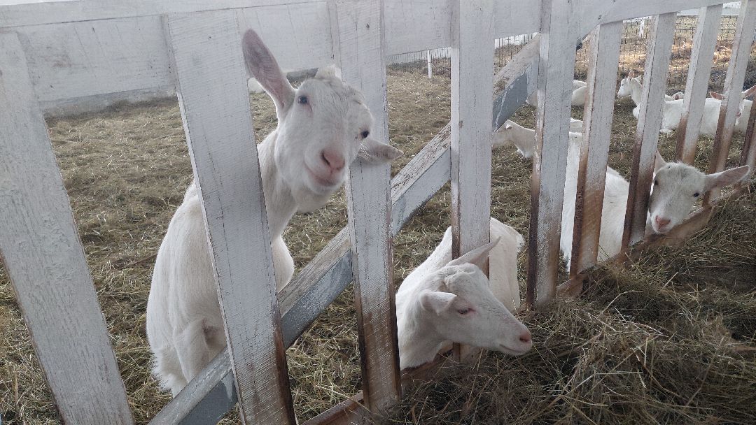 Воскресенск, общество