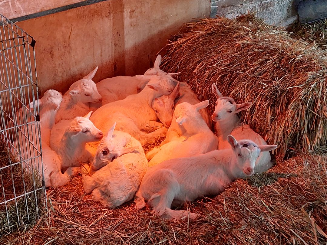 Воскресенск, общество