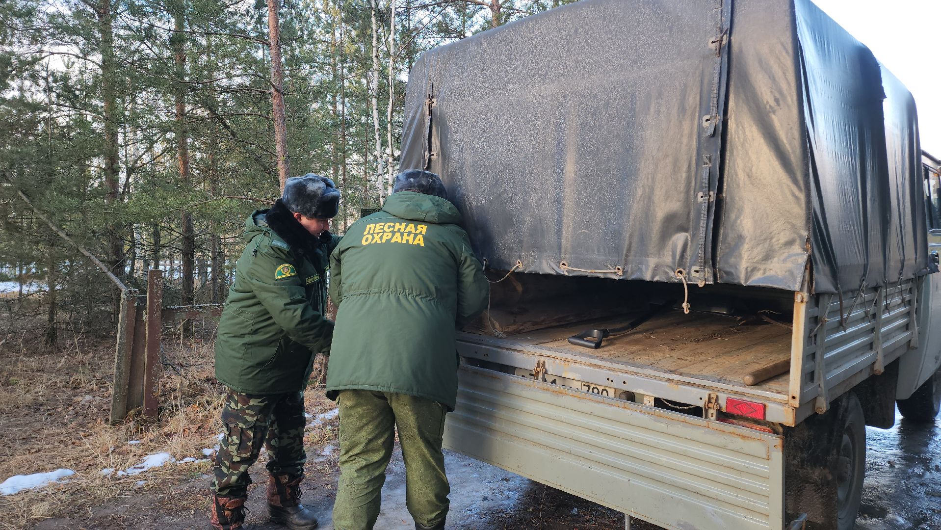 Егорьевск, Подмосковье, Московская область, Мособллес,