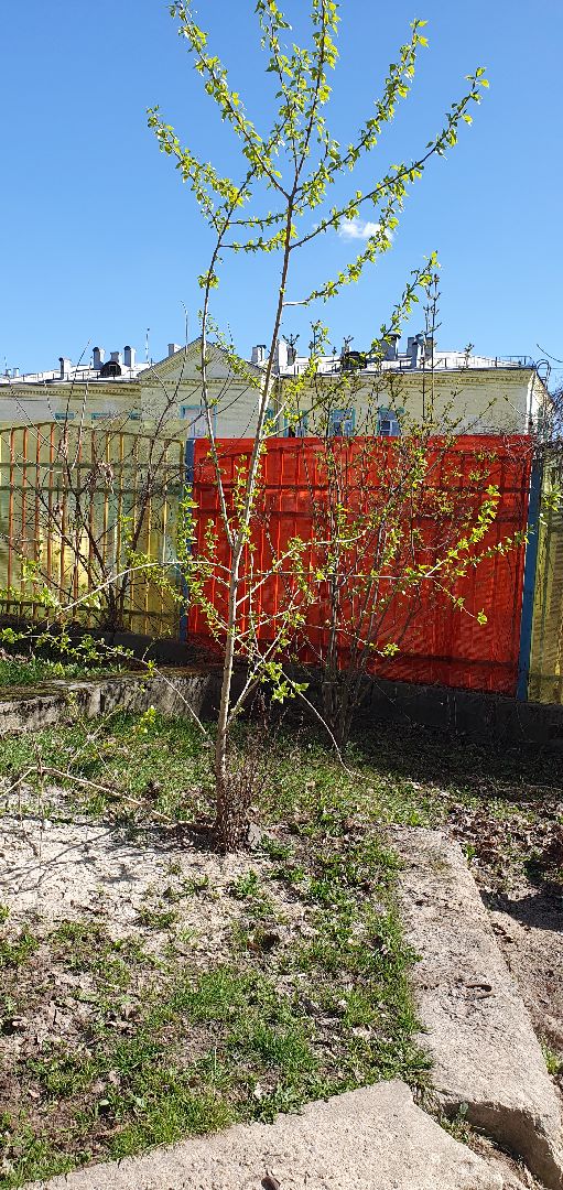 благоустройство, уборка, субботник, Дзержинский