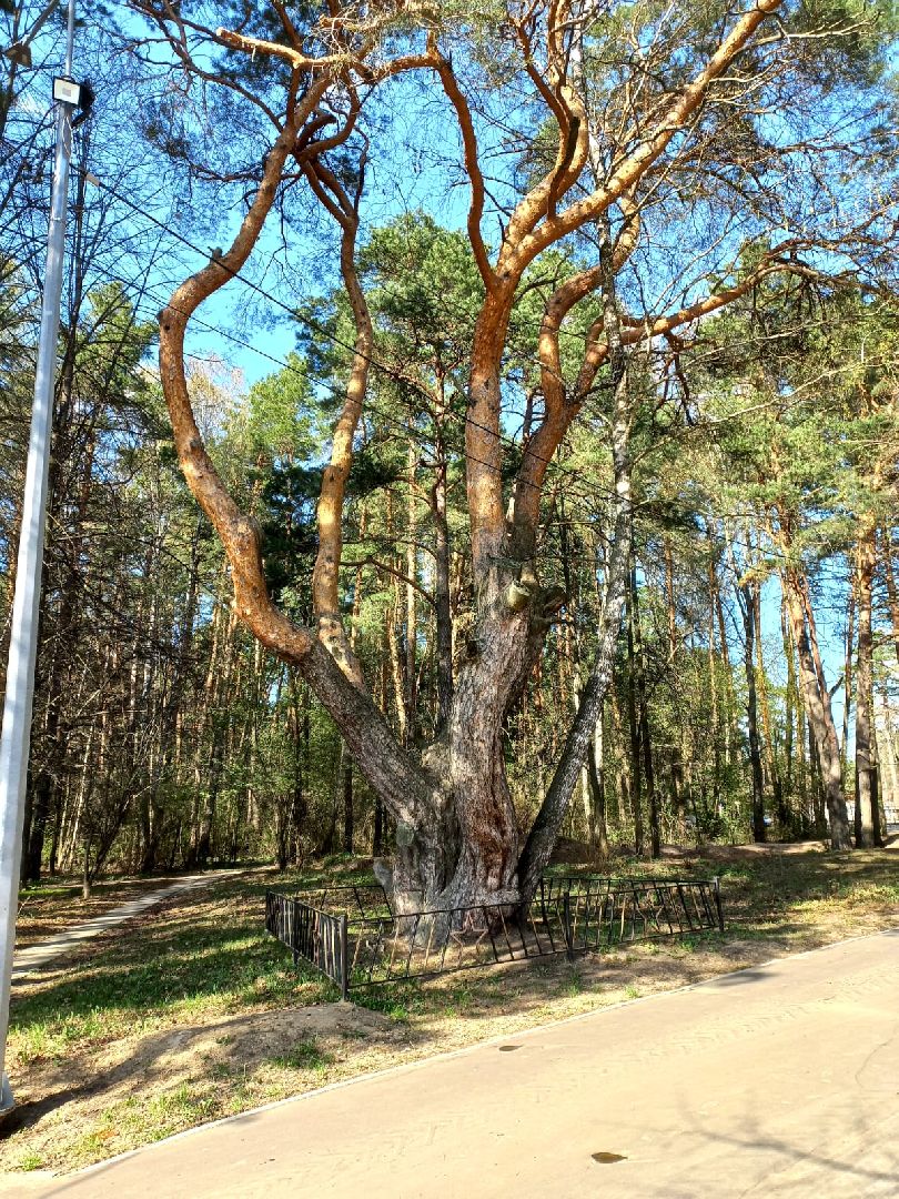 благоустройство, мемориал, Рубеж обороны, подготовка, Протвино