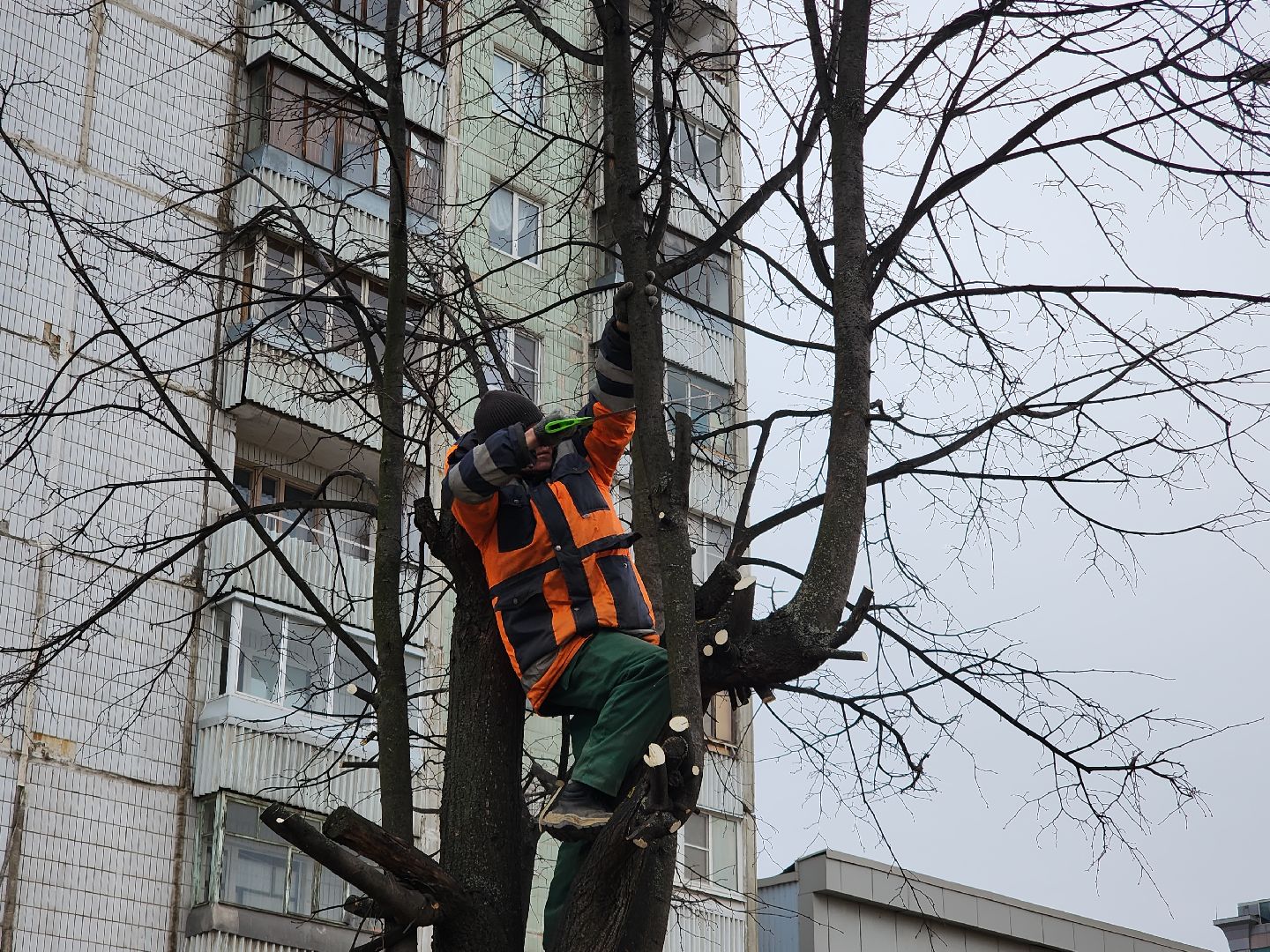 серпухов, подмосковье, кронирование,