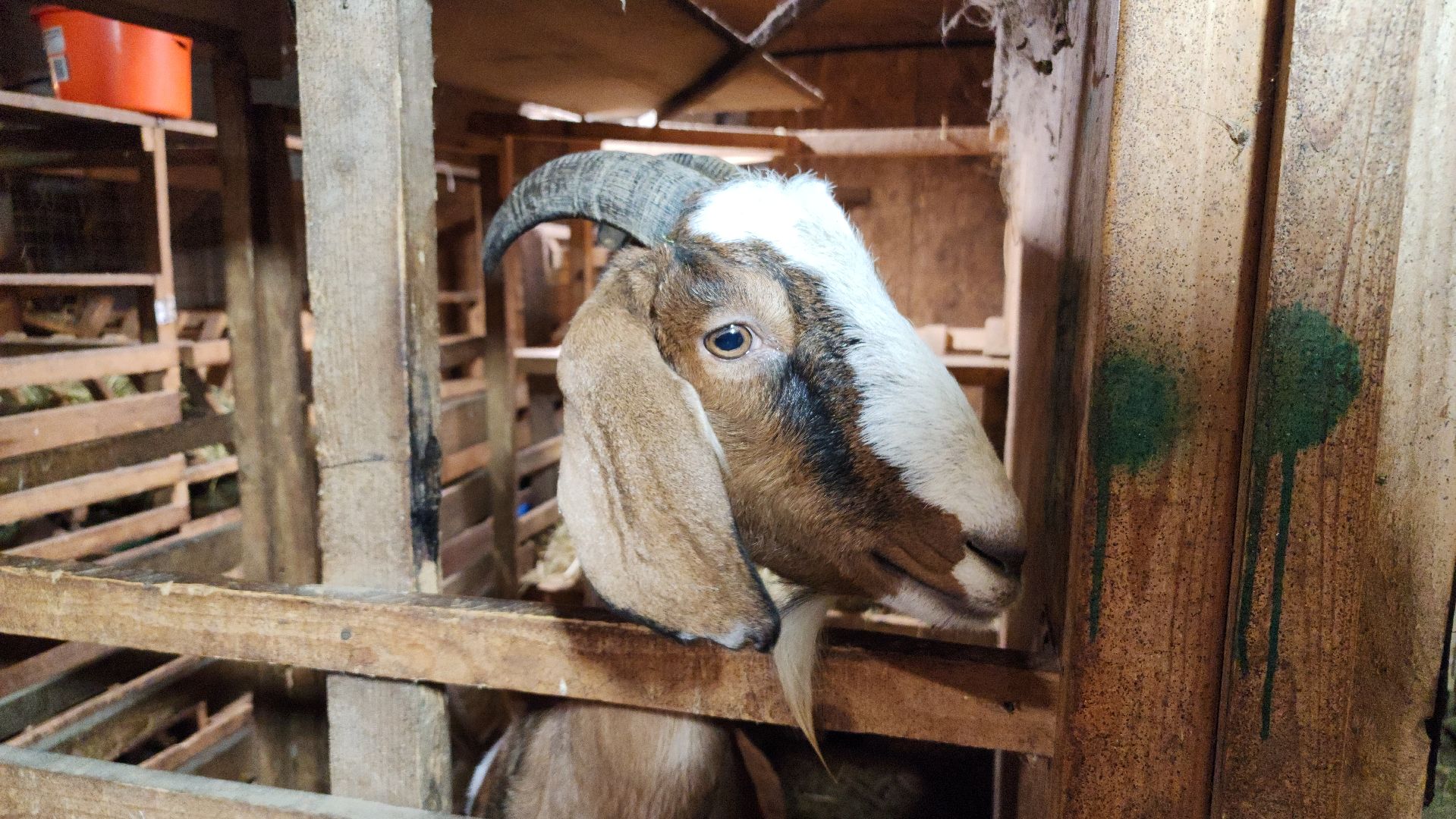 фермерство, подсобное хозяйство, козья ферма, волоколамск, кашино,