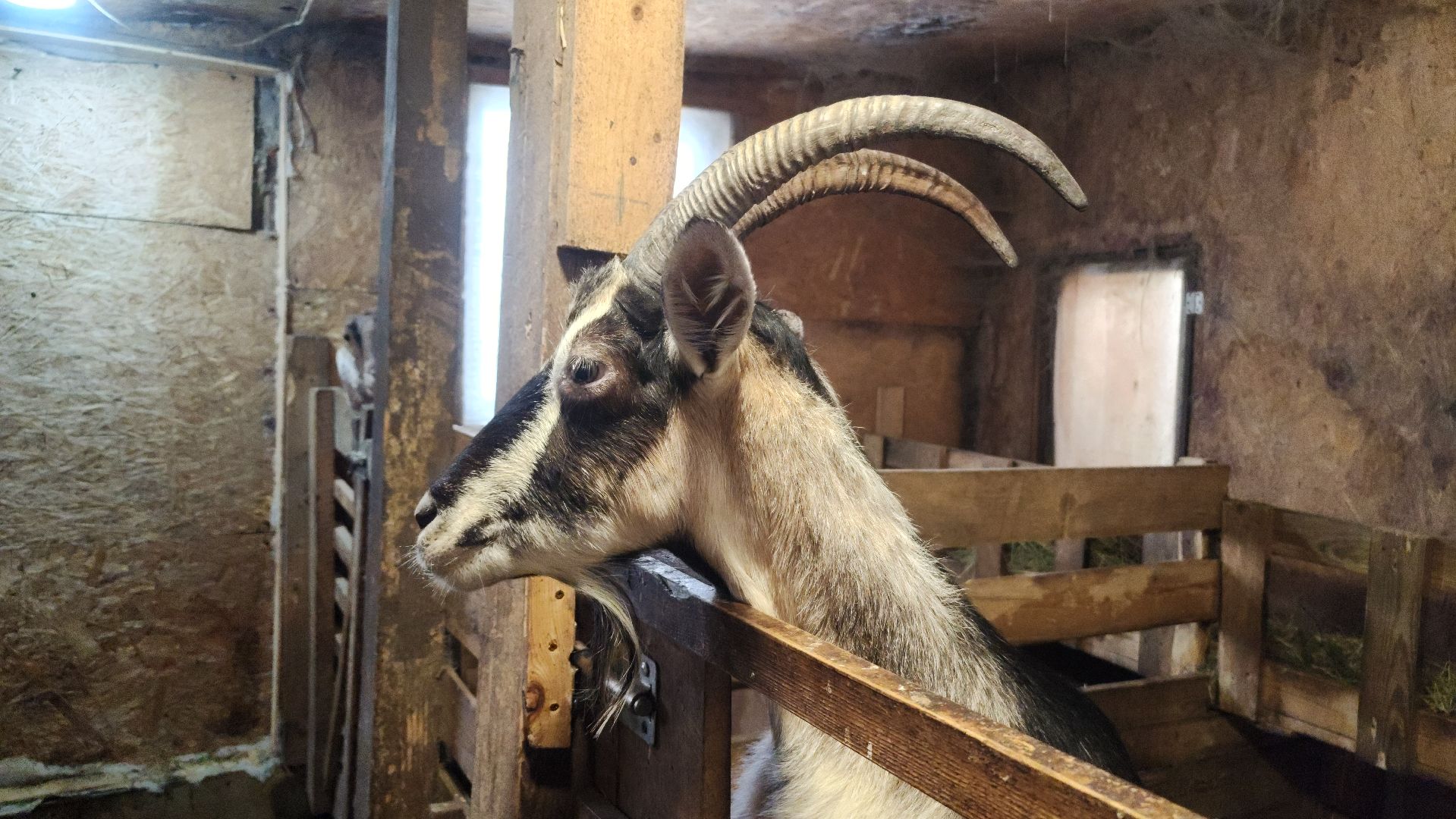 фермерство, подсобное хозяйство, козья ферма, волоколамск, кашино,