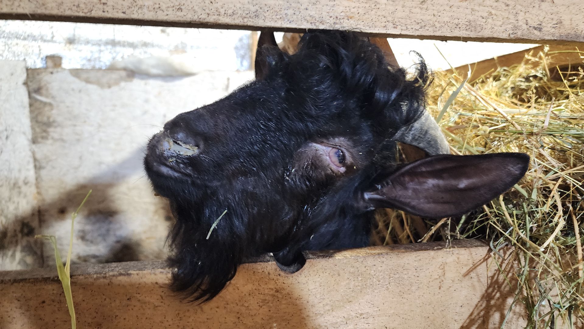 фермерство, подсобное хозяйство, козья ферма, волоколамск, кашино,