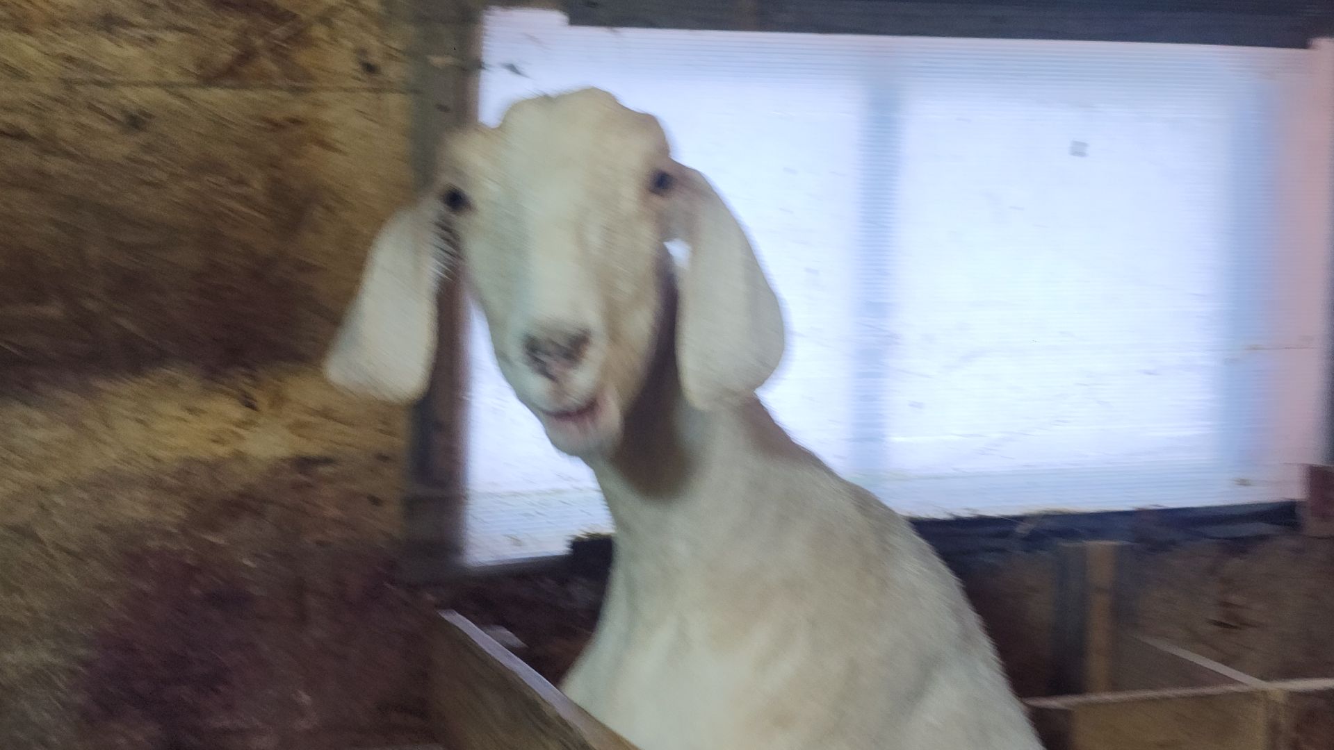 фермерство, подсобное хозяйство, козья ферма, волоколамск, кашино,