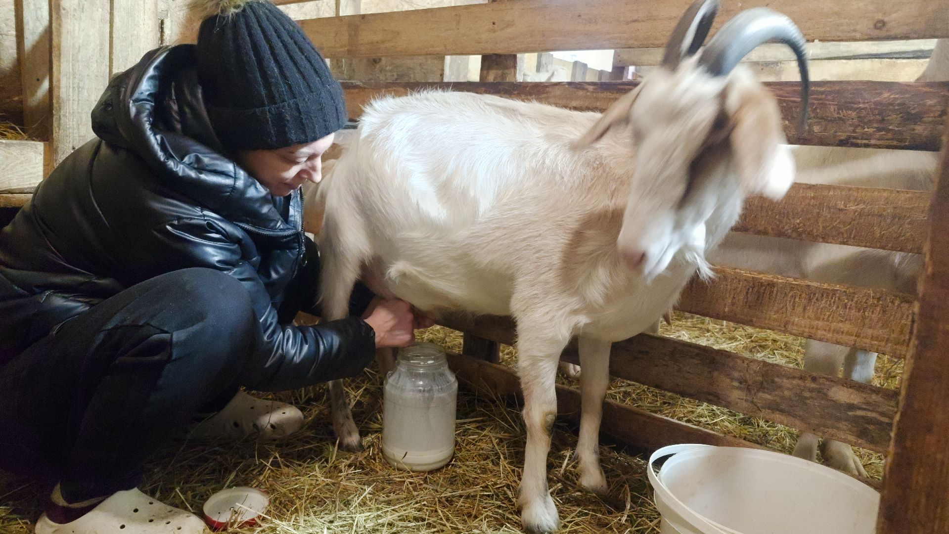 фермерство, подсобное хозяйство, козья ферма, волоколамск, кашино,