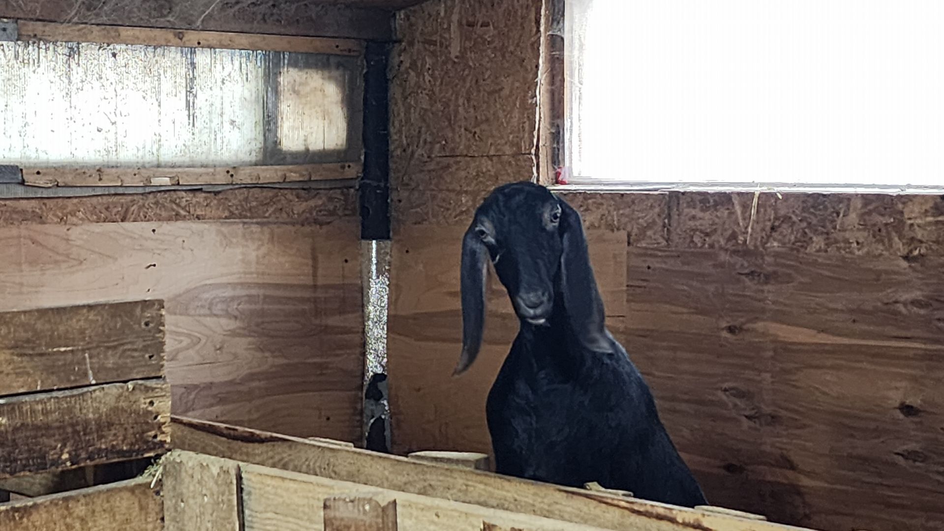 фермерство, подсобное хозяйство, козья ферма, волоколамск, кашино,