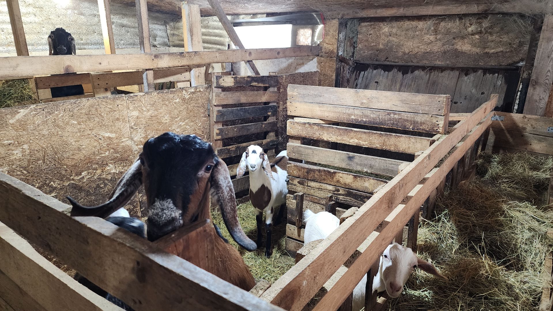 фермерство, подсобное хозяйство, козья ферма, волоколамск, кашино,