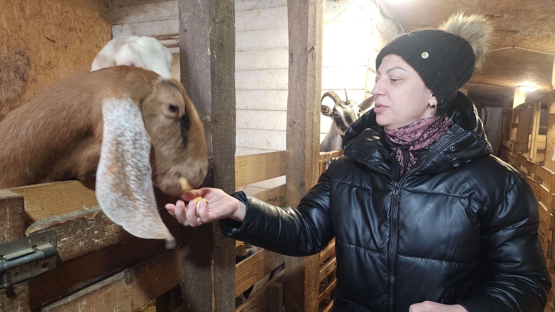 фермерство, подсобное хозяйство, козья ферма, волоколамск, кашино,