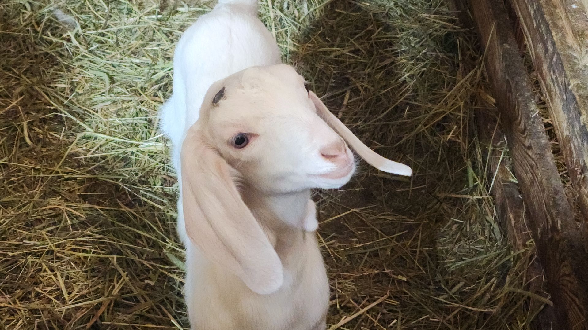 фермерство, подсобное хозяйство, козья ферма, волоколамск, кашино,