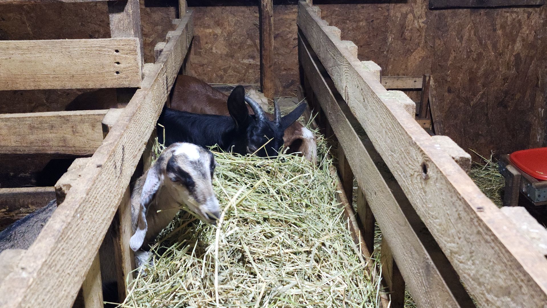 фермерство, подсобное хозяйство, козья ферма, волоколамск, кашино,