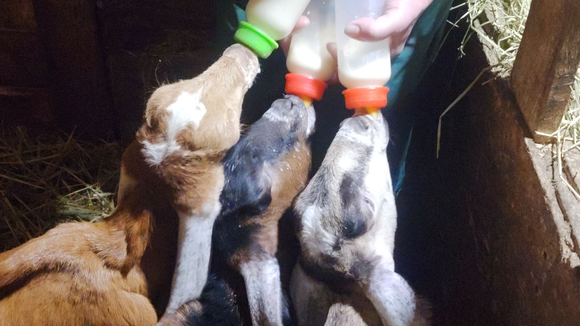 фермерство, подсобное хозяйство, козья ферма, волоколамск, кашино,