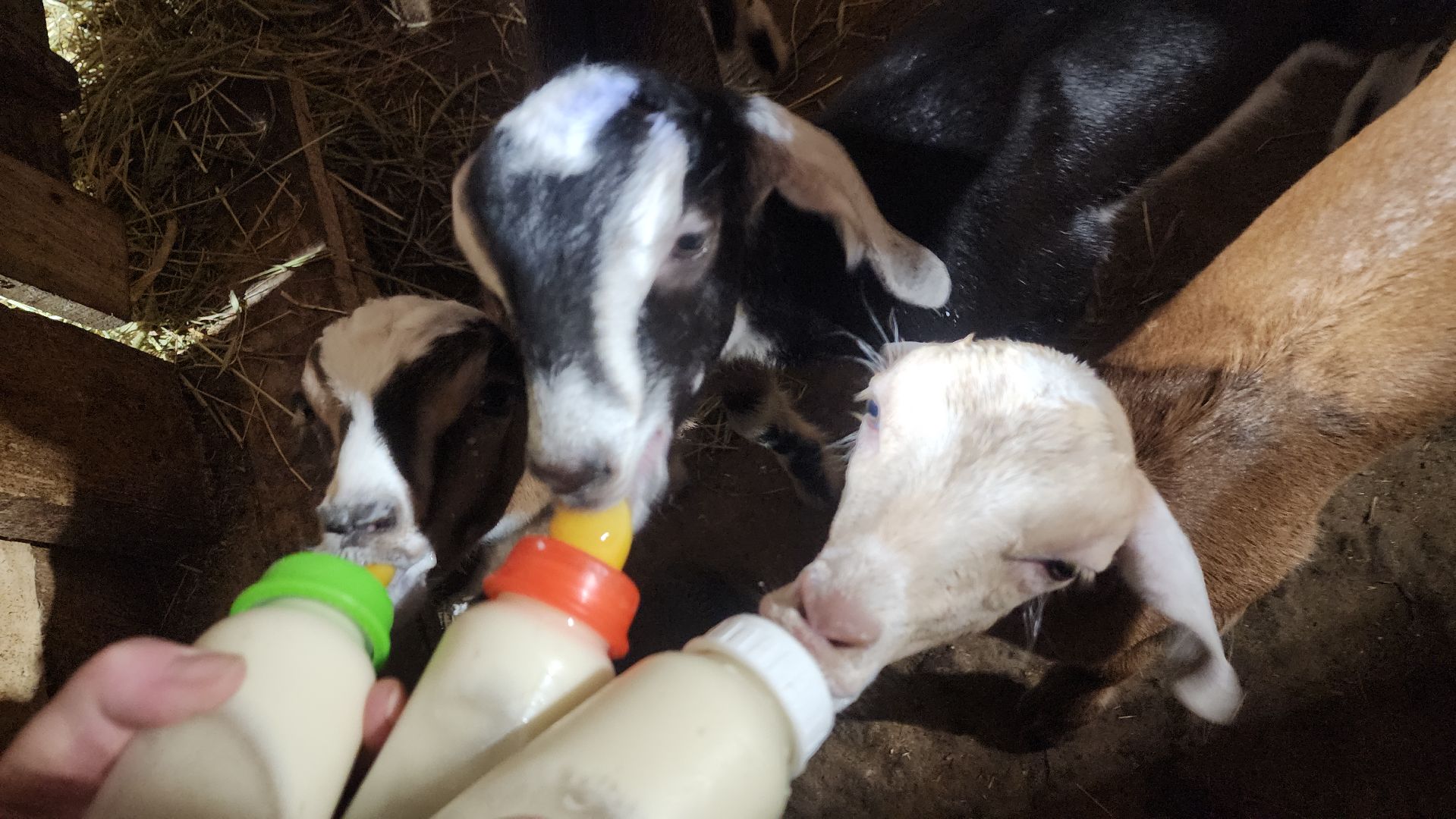 фермерство, подсобное хозяйство, козья ферма, волоколамск, кашино,