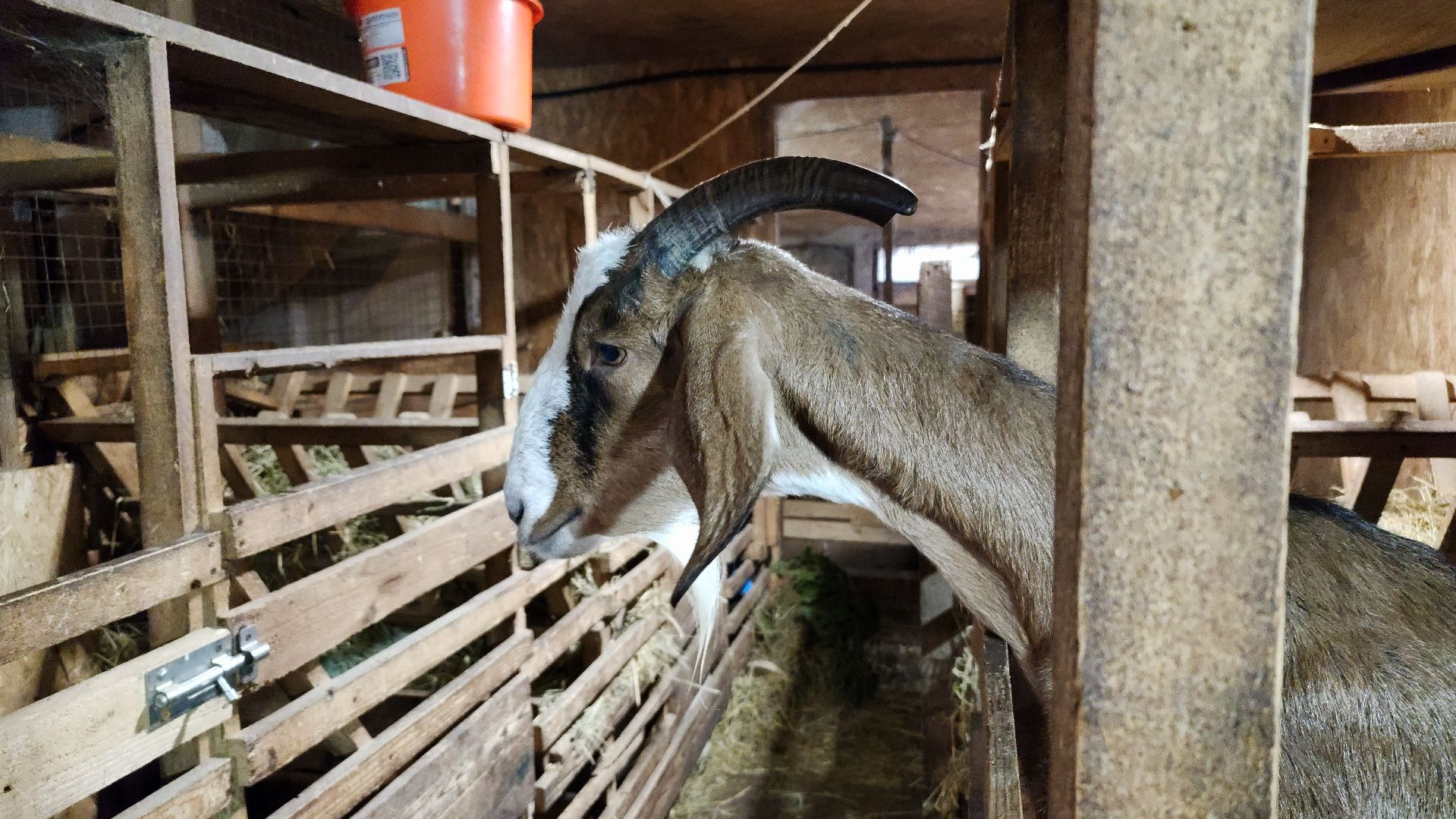 фермерство, подсобное хозяйство, козья ферма, волоколамск, кашино,