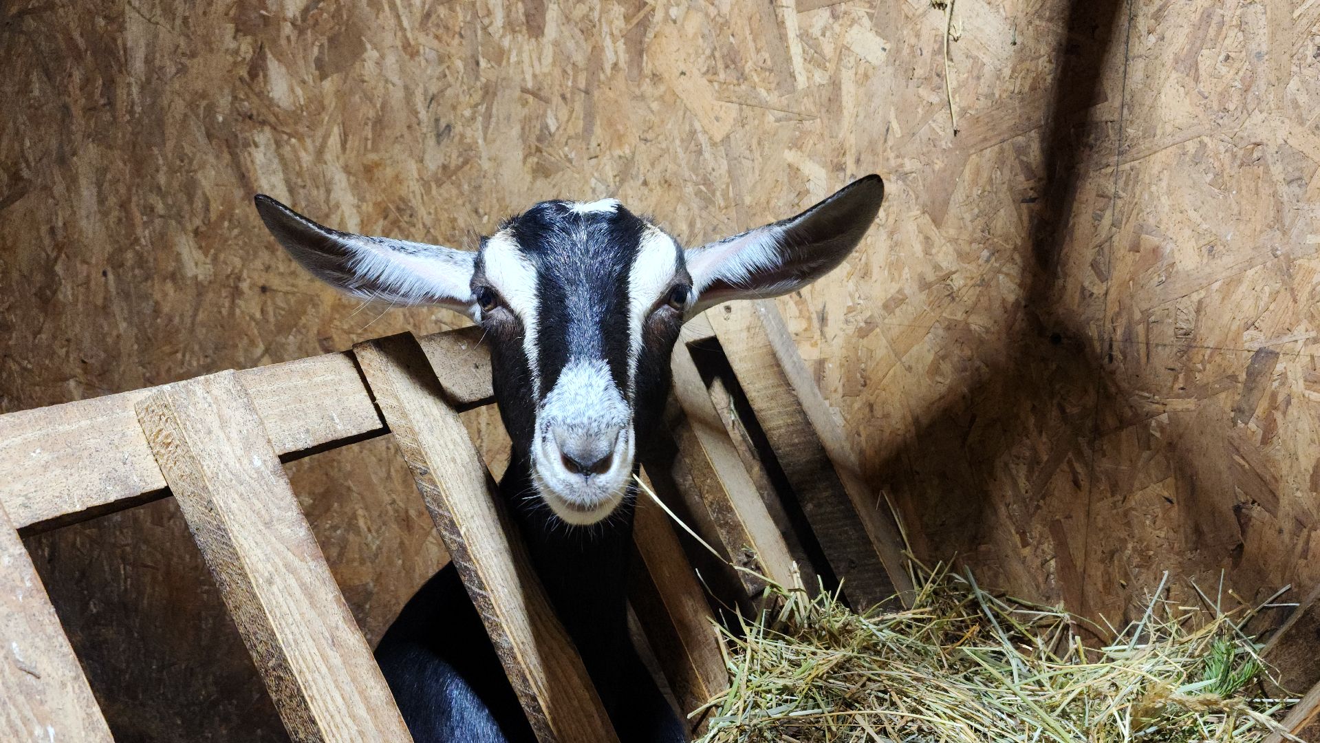 фермерство, подсобное хозяйство, козья ферма, волоколамск, кашино,