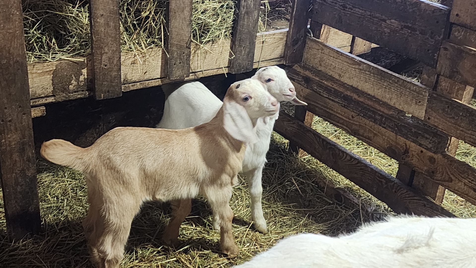 фермерство, подсобное хозяйство, козья ферма, волоколамск, кашино,