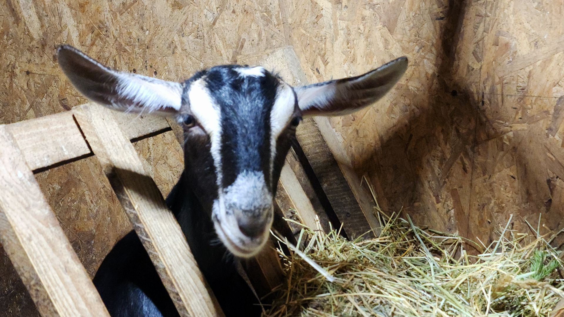 фермерство, подсобное хозяйство, козья ферма, волоколамск, кашино,