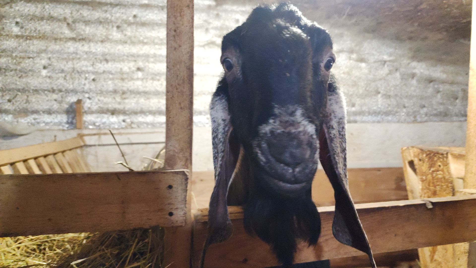 фермерство, подсобное хозяйство, козья ферма, волоколамск, кашино,
