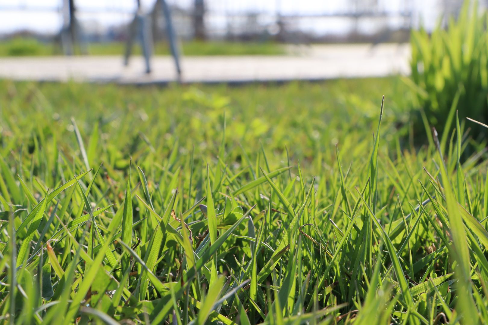 Серебряные Пруды, парк, клещи