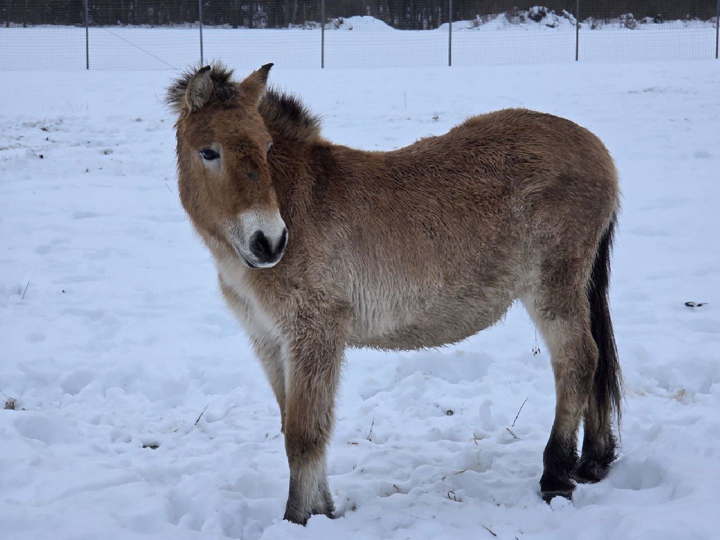можайск, можайский муниципальный округ, туризм, подмосковный сафари-парк, краснокнижные животные, парк тигров,