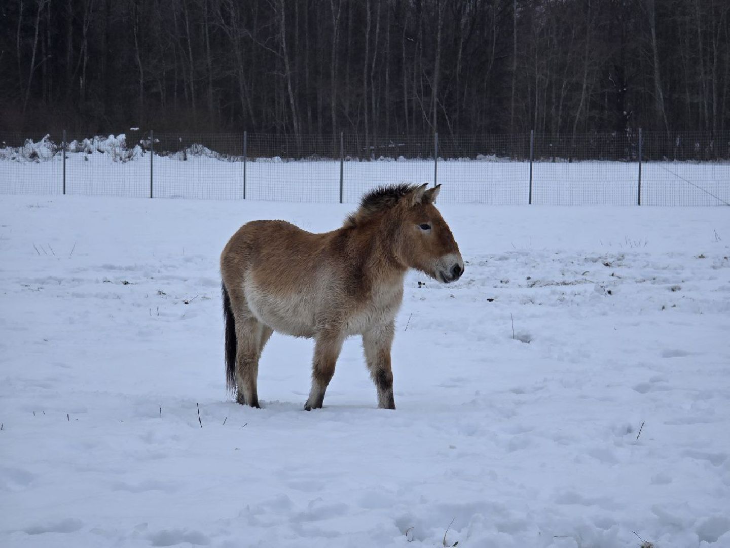 можайск, можайский муниципальный округ, туризм, подмосковный сафари-парк, краснокнижные животные, парк тигров,