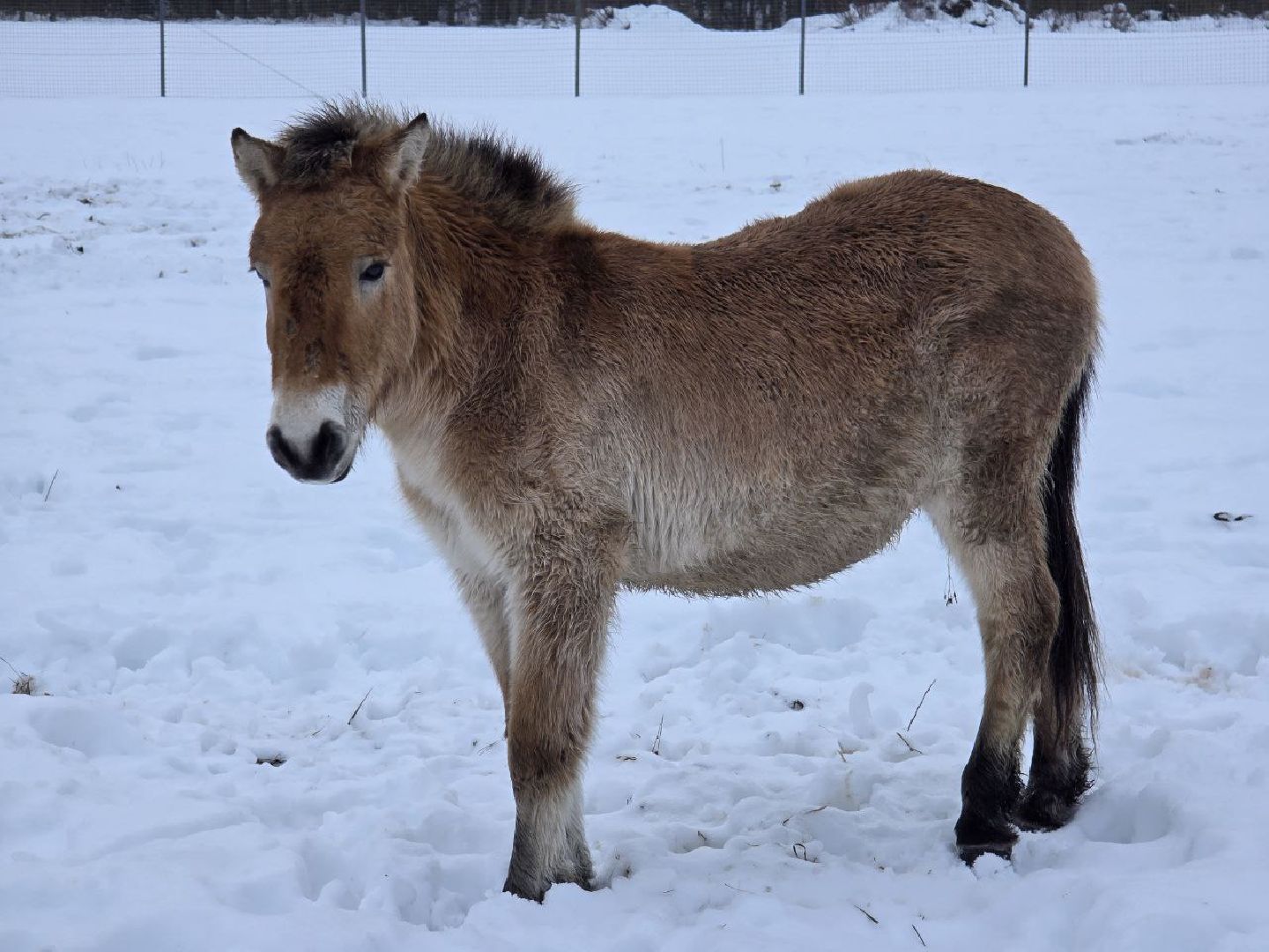 можайск, можайский муниципальный округ, туризм, подмосковный сафари-парк, краснокнижные животные, парк тигров,