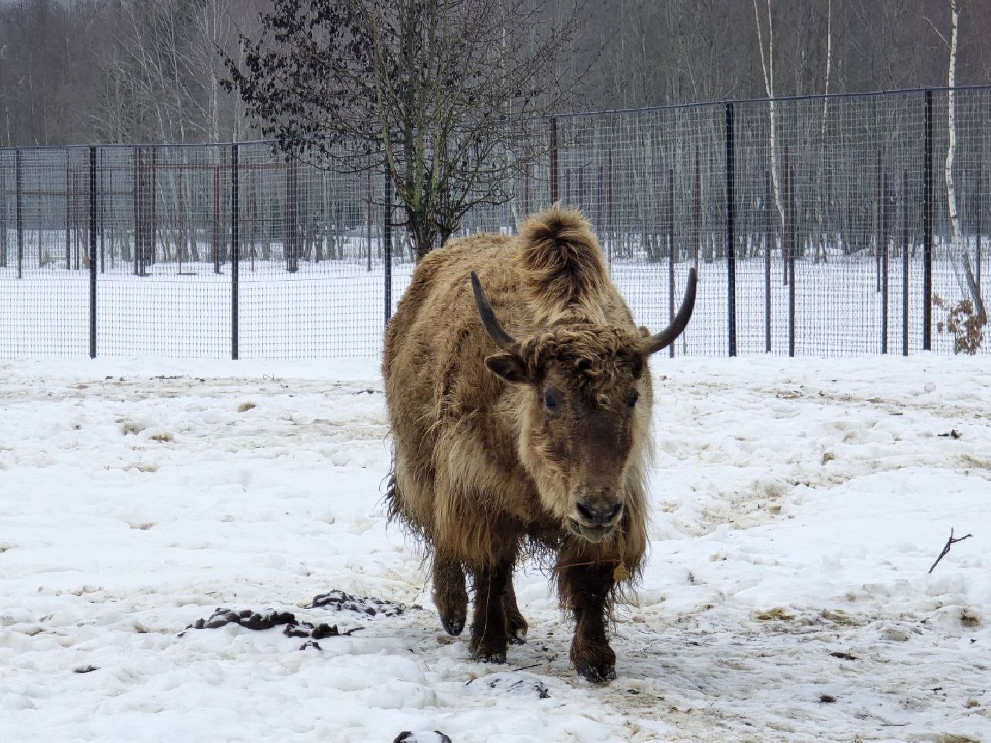 можайск, можайский муниципальный округ, туризм, подмосковный сафари-парк, краснокнижные животные, парк тигров,